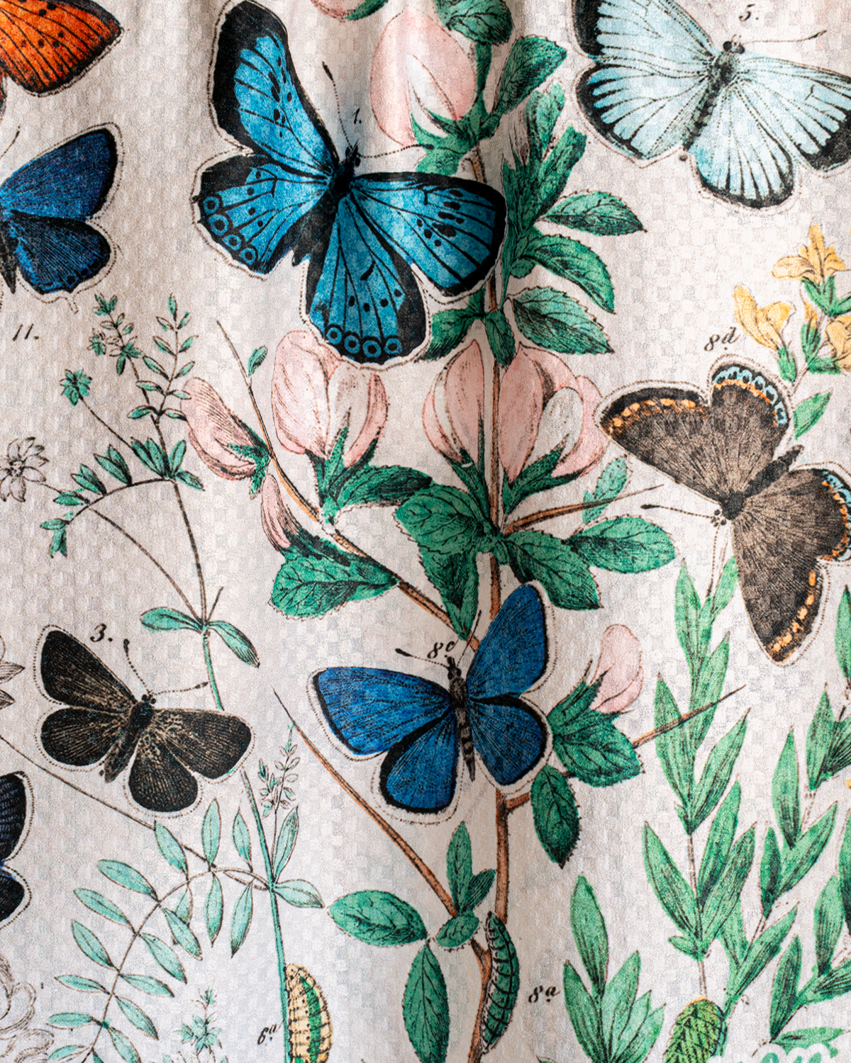 Monarchs